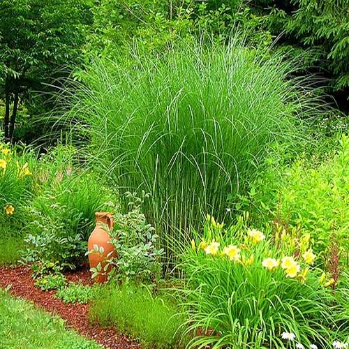 Grass, Miscanthus sin. 'Gracillimus'