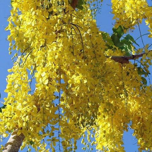 Koelreuteria paniculata (yellow)