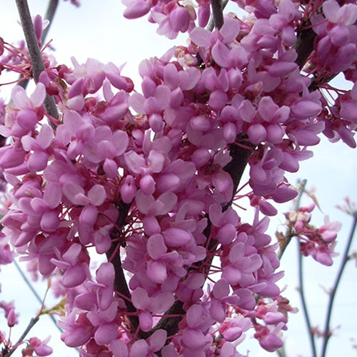 Cercis canadensis (pink)