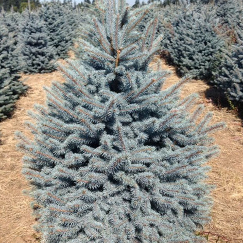 Picea pungens 'Baby Blue' ™