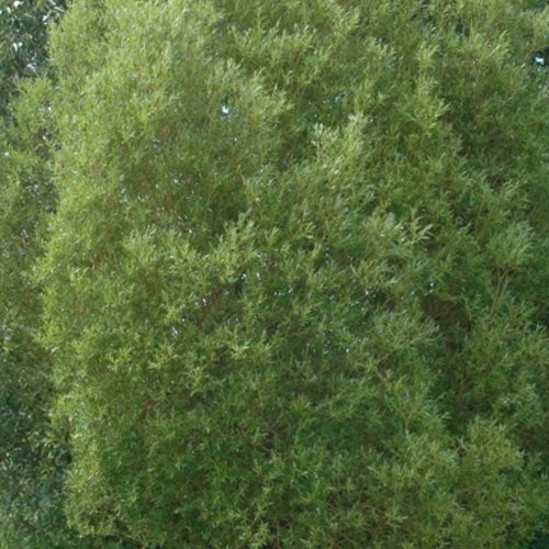 Salix lasiandria