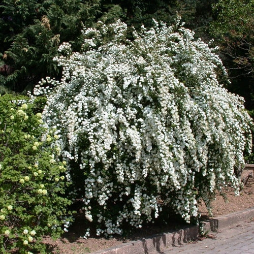 Spiraea x vanhouttei