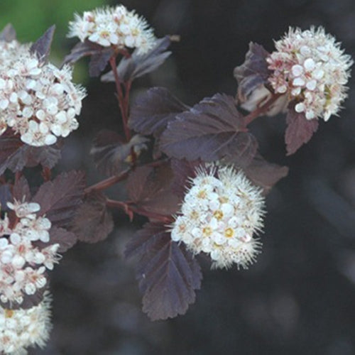 Physocarpus op. 'Burgundy'