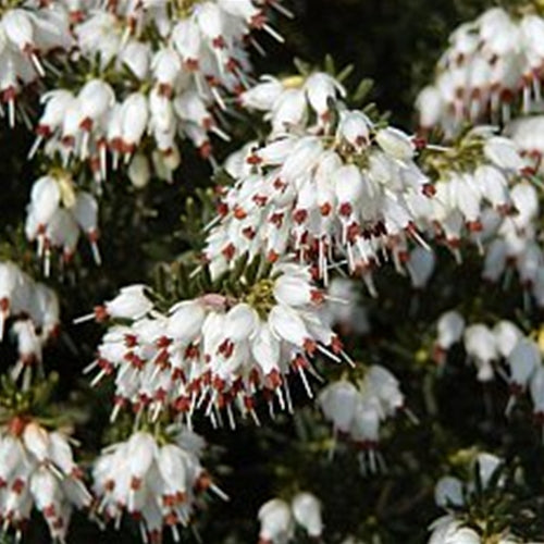 Erica ca. 'Springwood White' (white) (Jan.-Mar.)