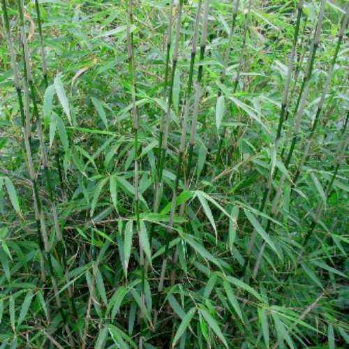 Bamboo, Fargesia sp. 'Rufa'