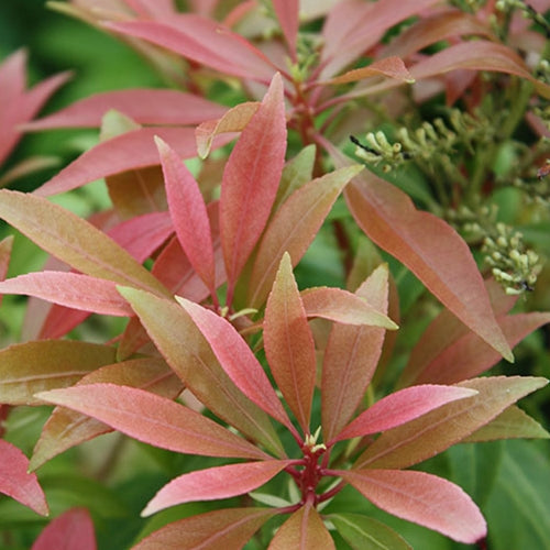 Pieris japonica 'Scarlet O'Hara'