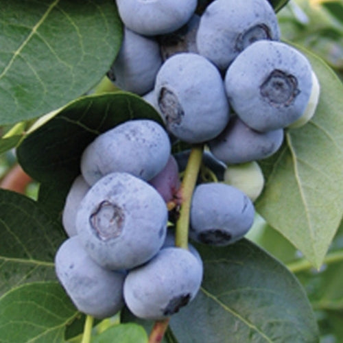 Berry, Blueberry 'Liberty' PP15146 (N.Hyb./Late)