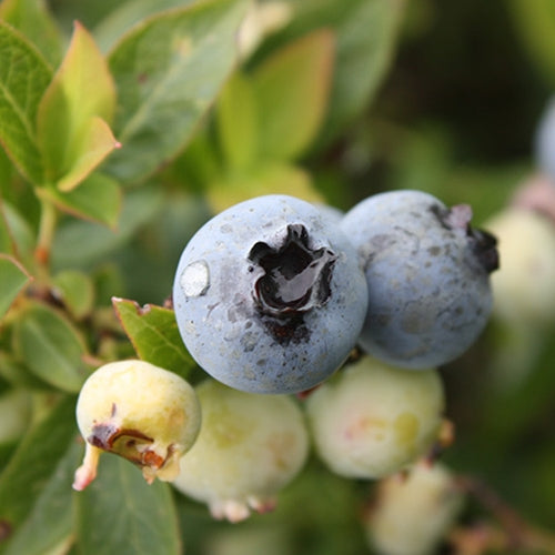 Berry, Blueberry 'Top Hat' (Wild Lowbush/Mid)