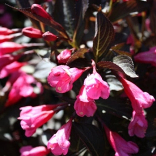 Weigela f. COLOR CHOICE® WINE & ROSES® PW PP10772