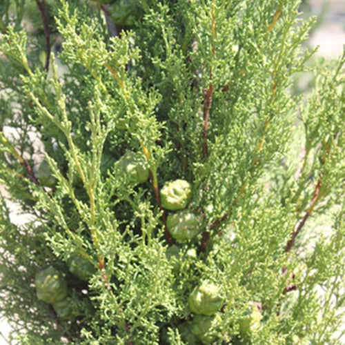 Cupressus s. 'Worthiana'