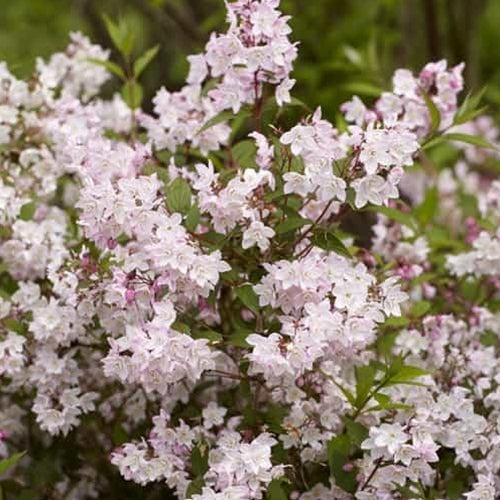 Deutzia x kalmiiflora (blush pink)
