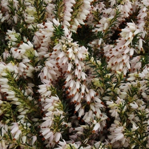 Erica ca. 'Schneekoppe' (white) (Jan.-Mar.)