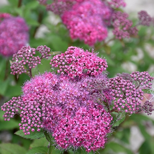 Spiraea x b. Superstar™ FIRST EDITIONS® PP22432