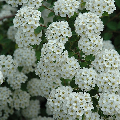 Spiraea x vanhouttei 'Renaissance'