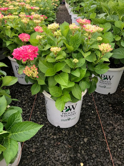 Hydrangea m. Cityline® Vienna PW PP10930 (pink)