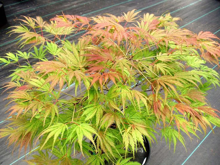 Acer palmatum 'Tiger Rose'