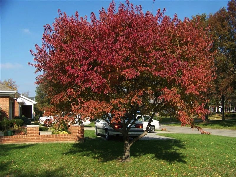 Acer ginnala 'Flame', Tree Form