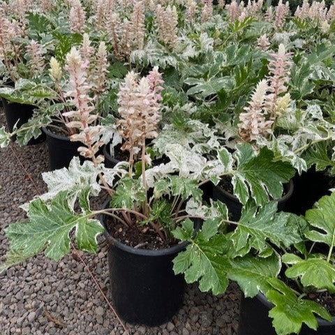 Acanthus 'Whitewater' PP23342