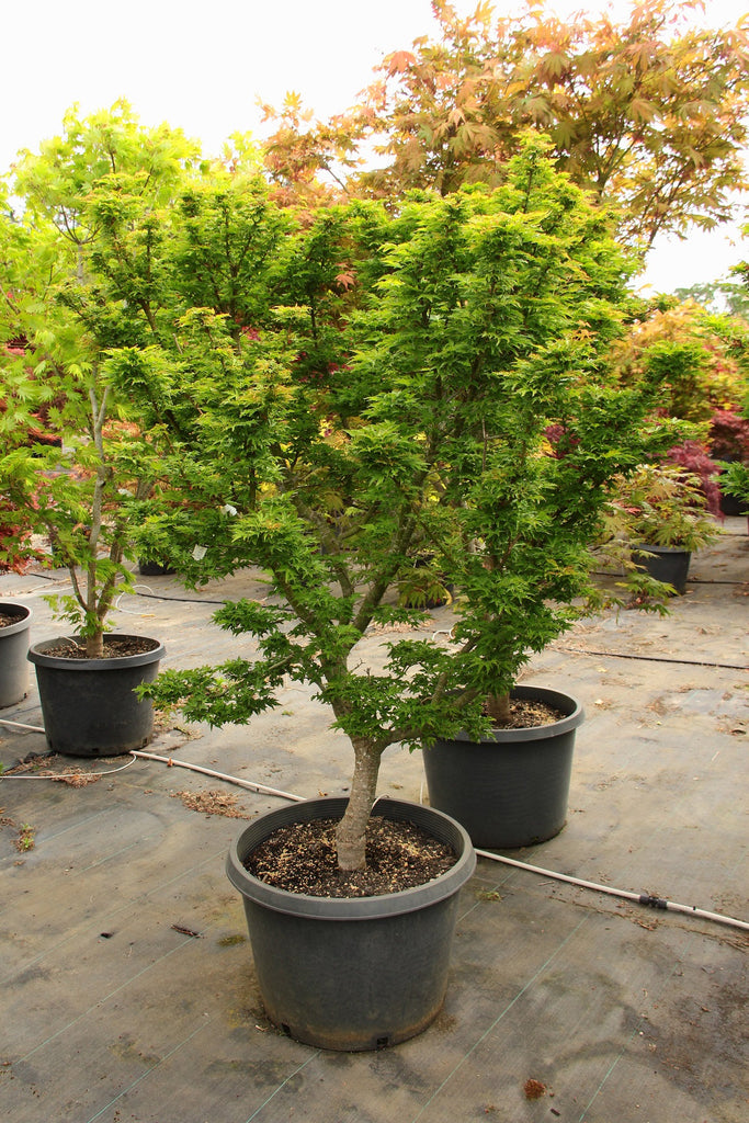 Acer palmatum 'Shishigashira' (BBP)