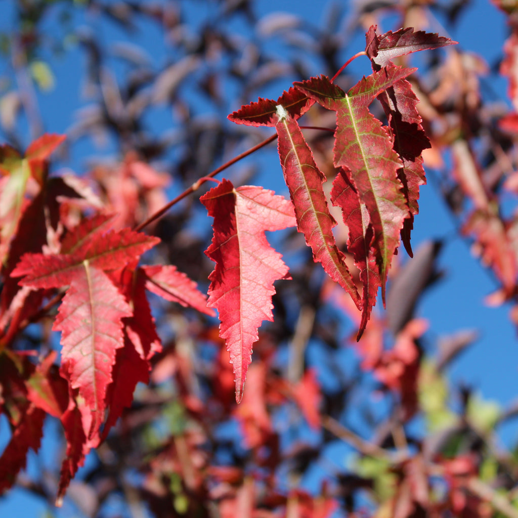 Acer ginnala 'Flame'