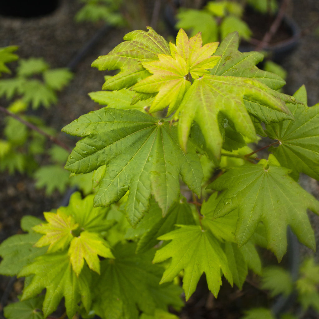 Acer circinatum 'Del's Dwarf' (CG)