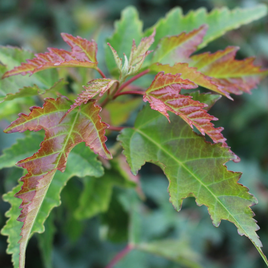 Acer ginnala 'Bailey Compact'