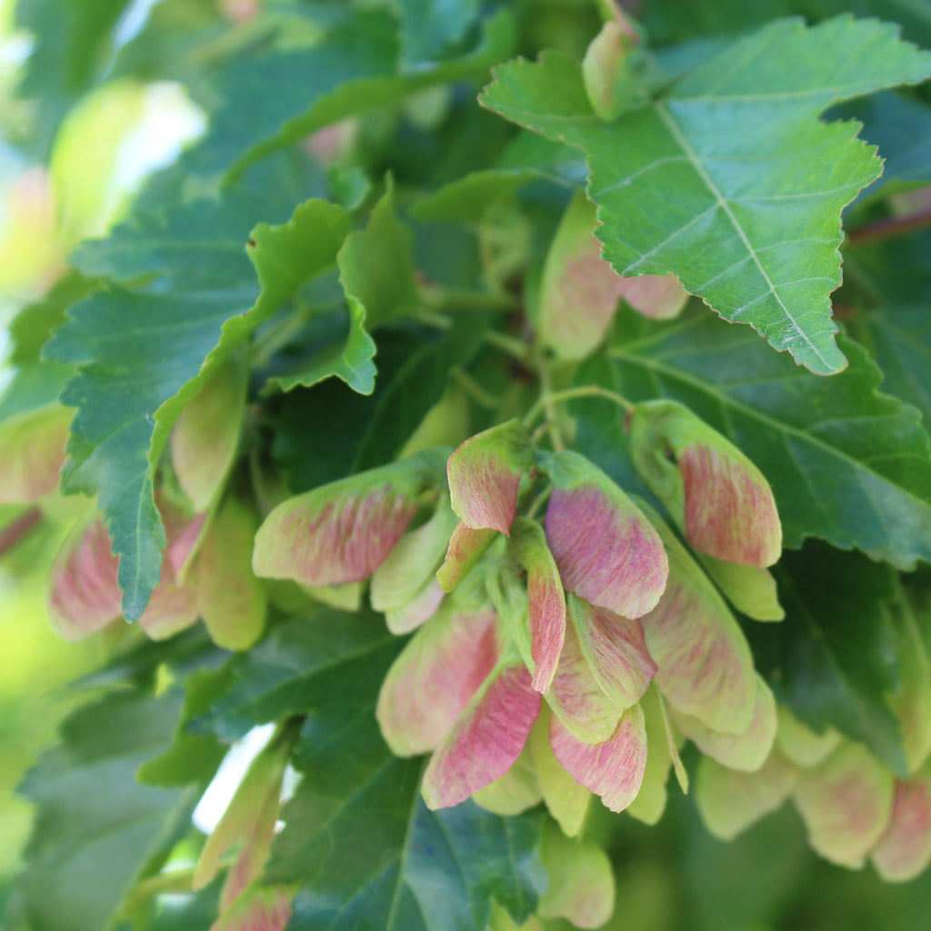 Acer ginnala 'Flame', Tree Form