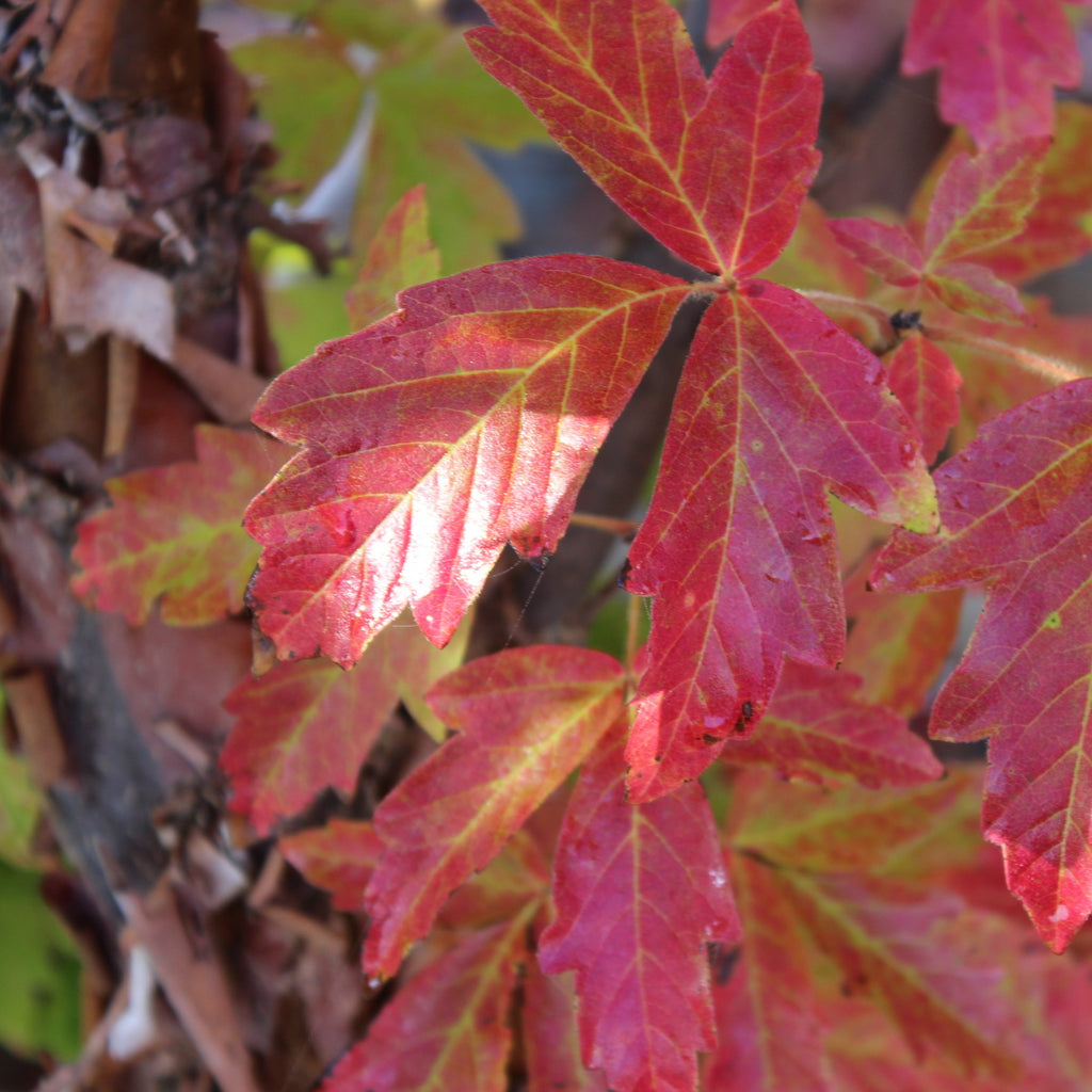 Acer griseum