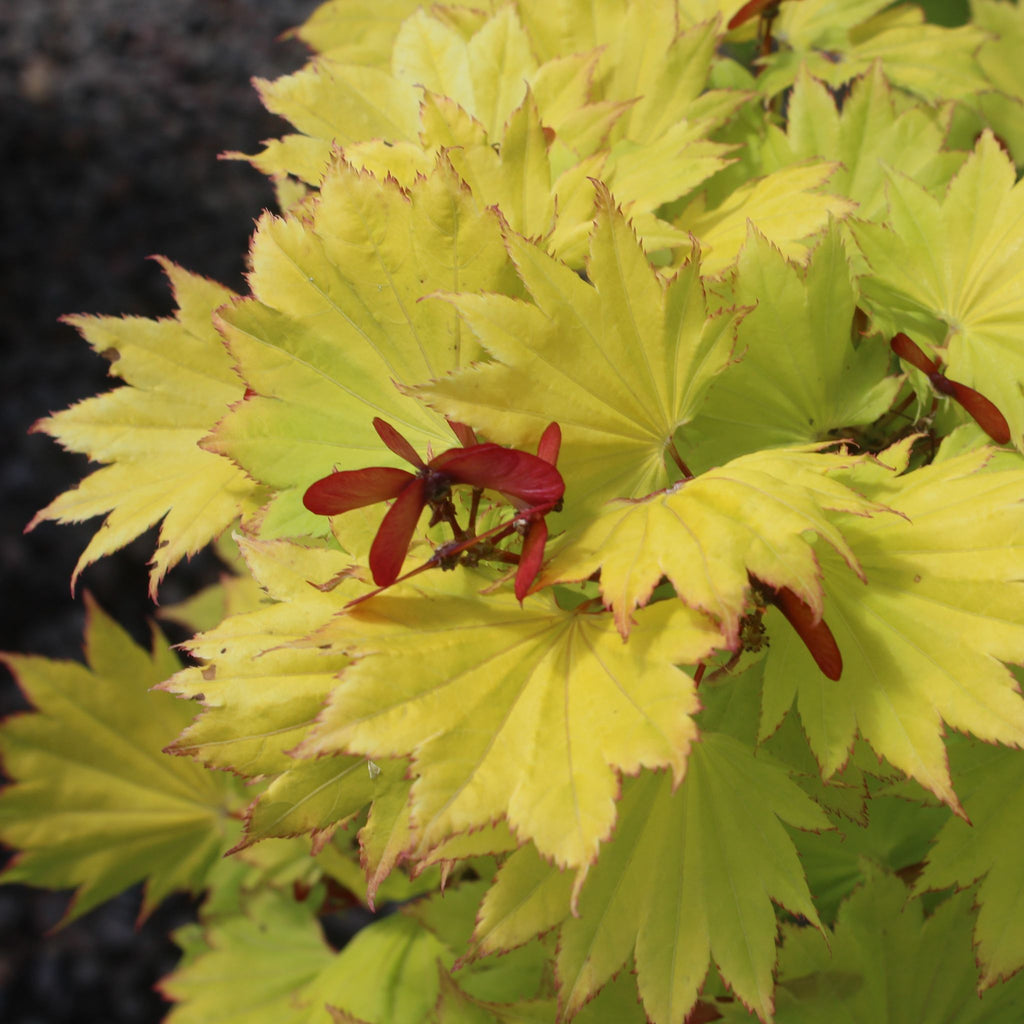 Acer japonicum 'Aureum'