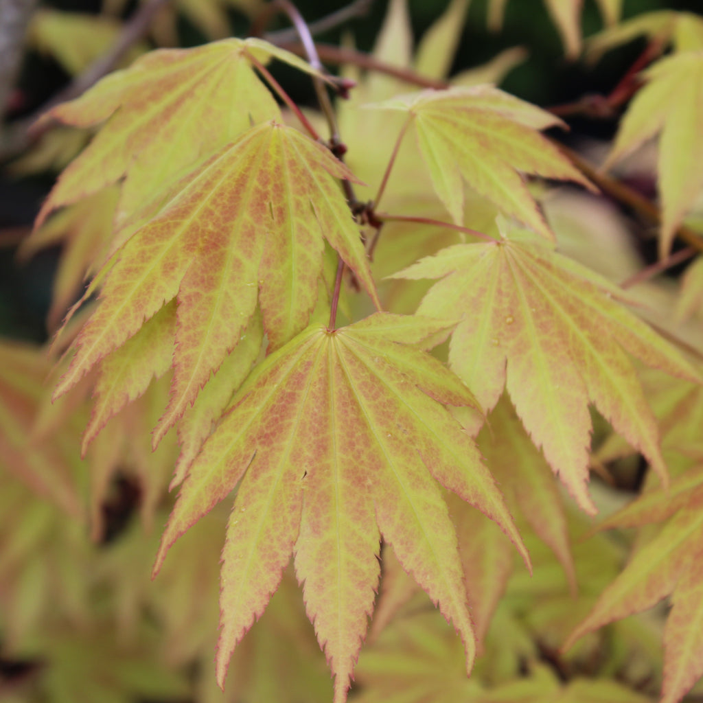 Acer japonicum 'Autumn Moon' (BBP)