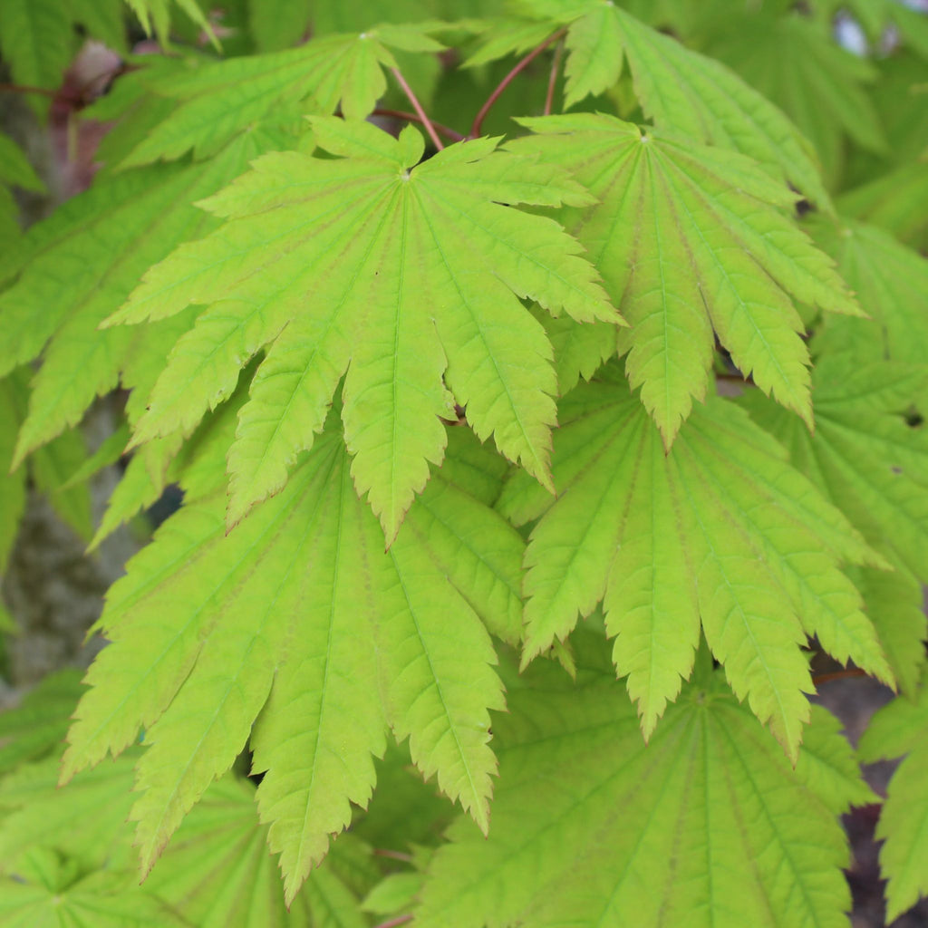 Acer japonicum 'O isami' (BBP)