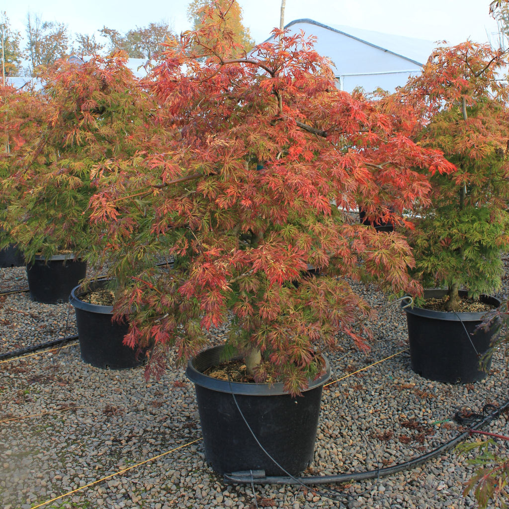 Acer japonicum 'Green Cascade', 1X, Tall (BBP)