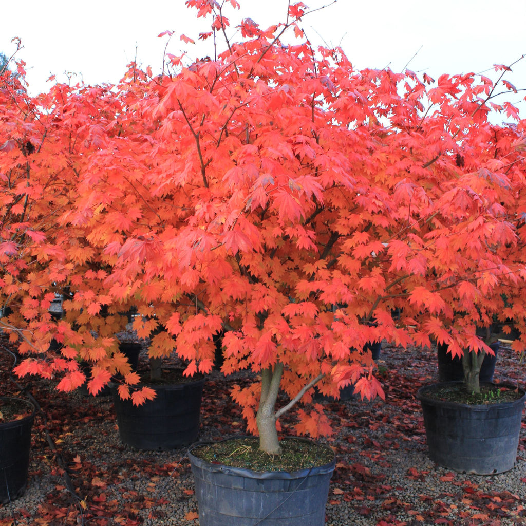 Acer japonicum 'Meigetsu' (BBP)