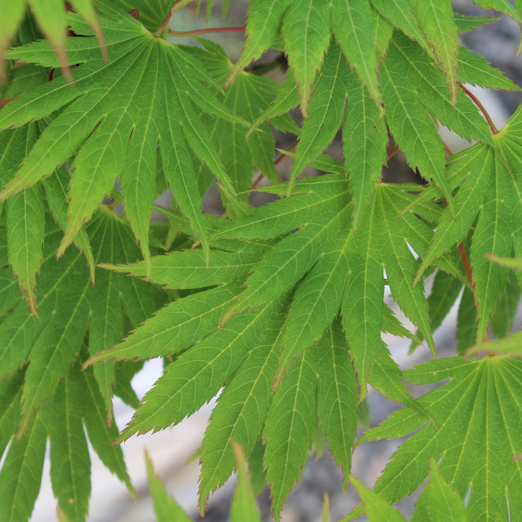 Acer japonicum 'Palmatifolium'