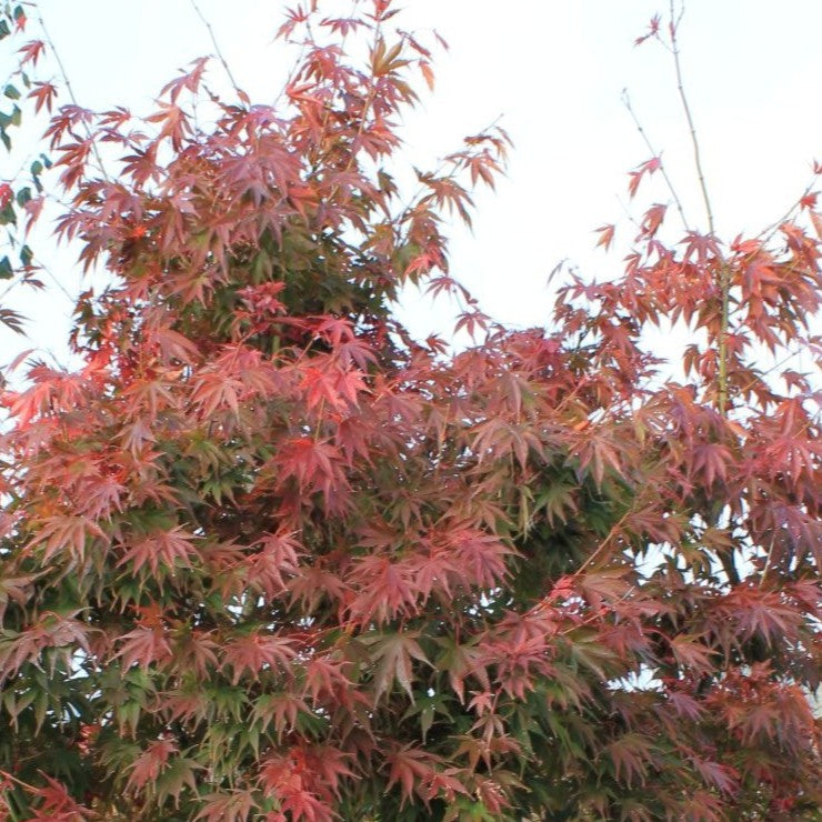 Acer japonicum 'Red Dawn'