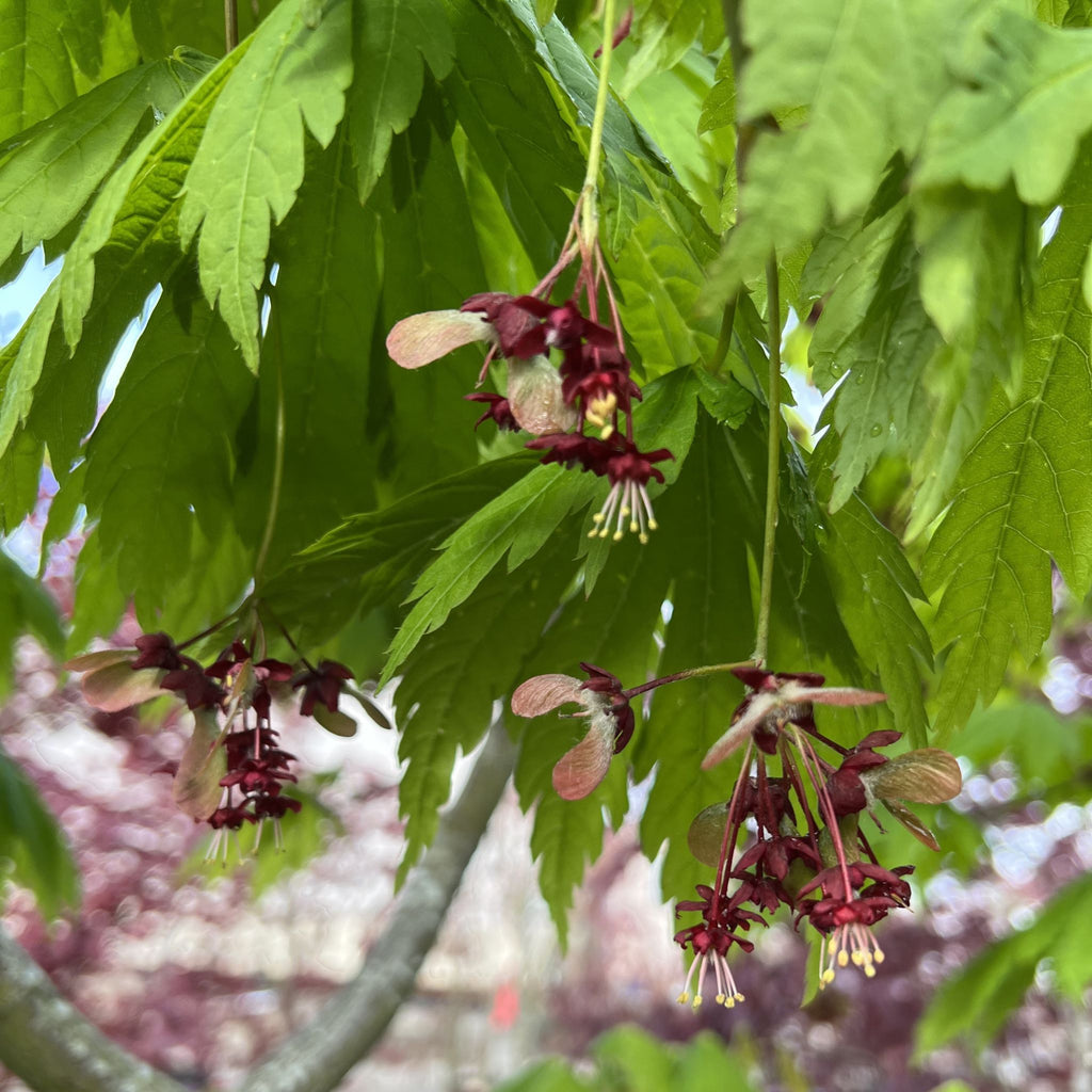 Acer japonicum 'Yama kagi' (CG)