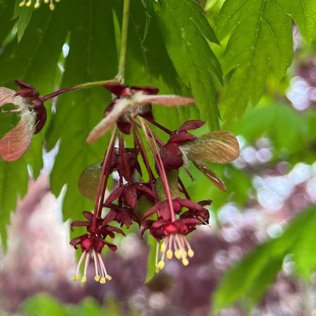 Acer japonicum 'Yama kagi'