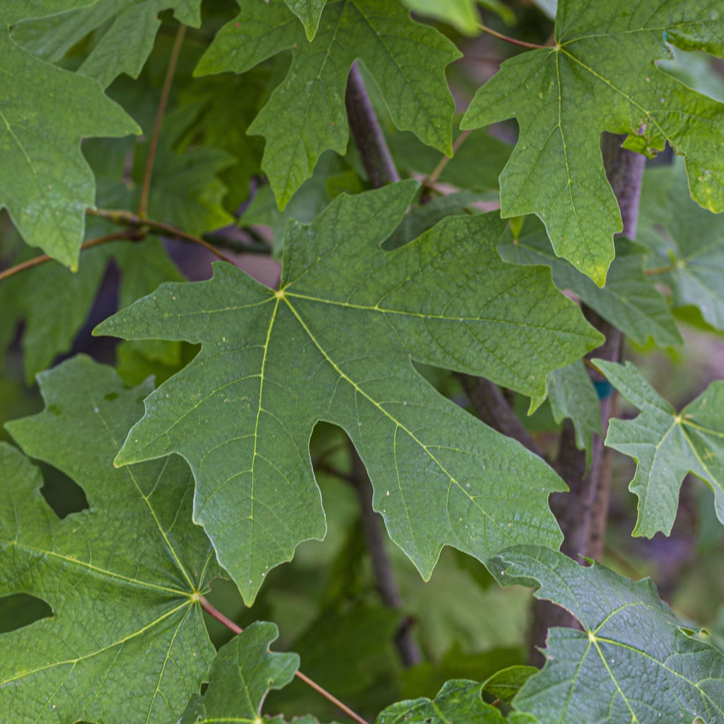 Acer macrophyllum