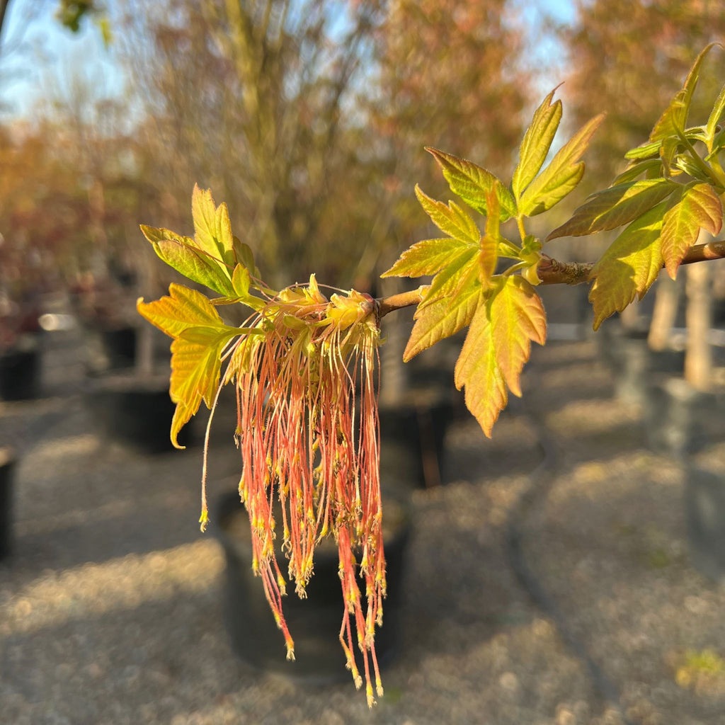 Acer negundo 'Sensation'