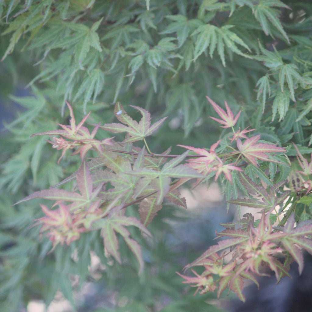 Acer palmatum 'Bonfire' (Dwarf) (CG)