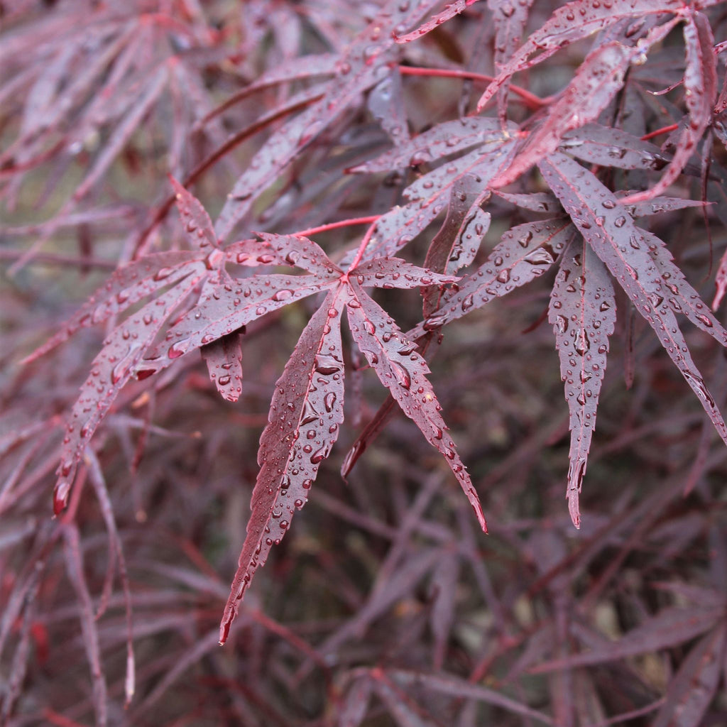 Acer palmatum 'Aekan Ie's' (CG)