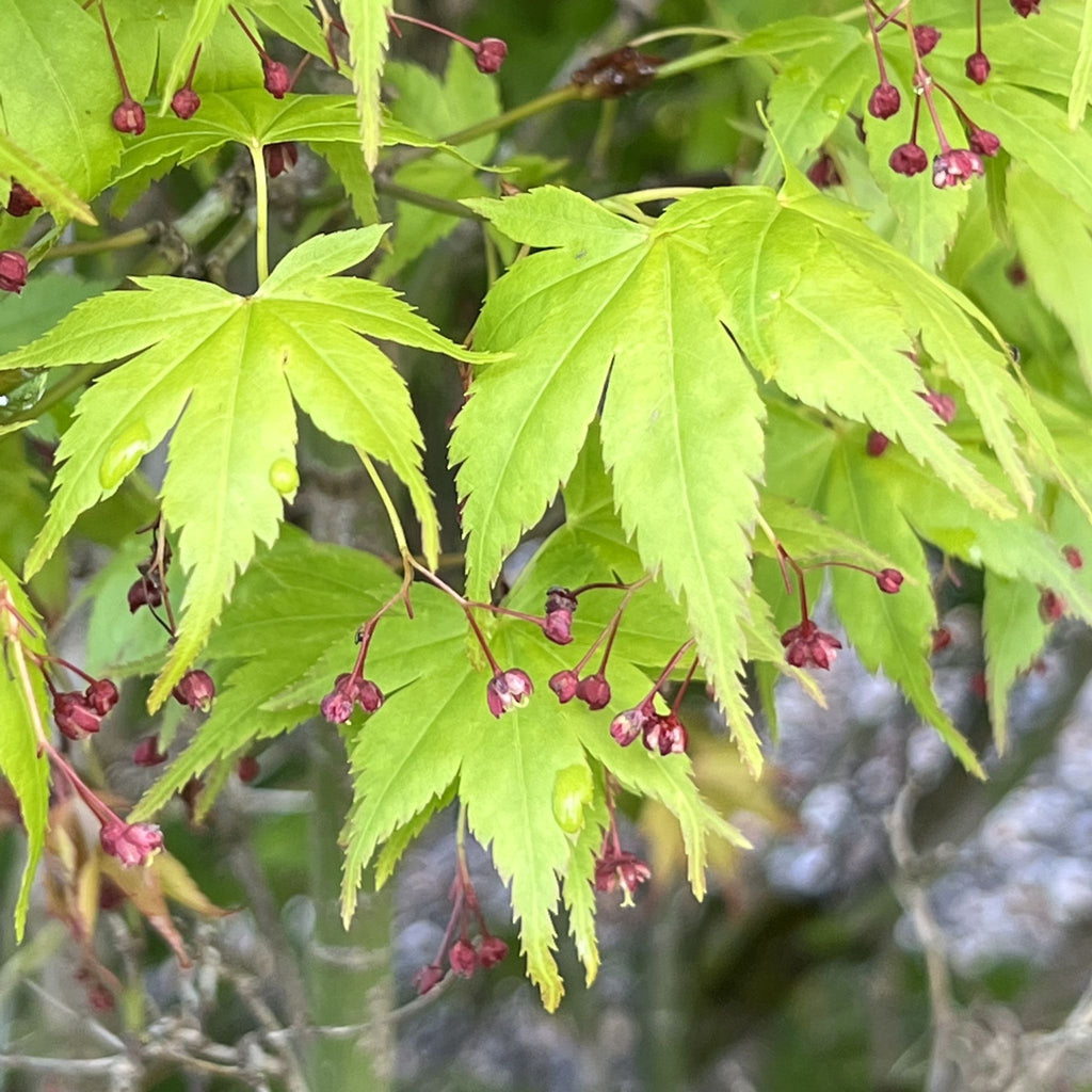 Acer palmatum 'Aoba jo' (Dwarf) (BBP)