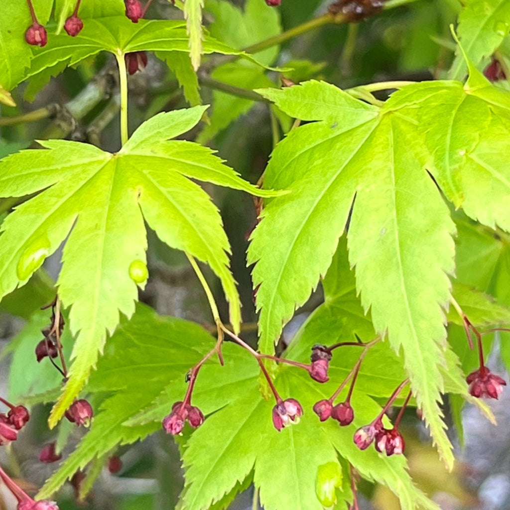 Acer palmatum 'Aoba jo' (Dwarf)