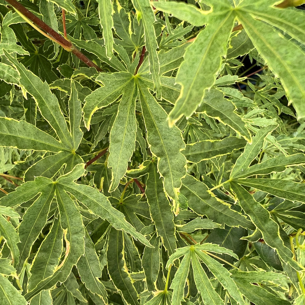 Acer palmatum 'Ao kanzashi'