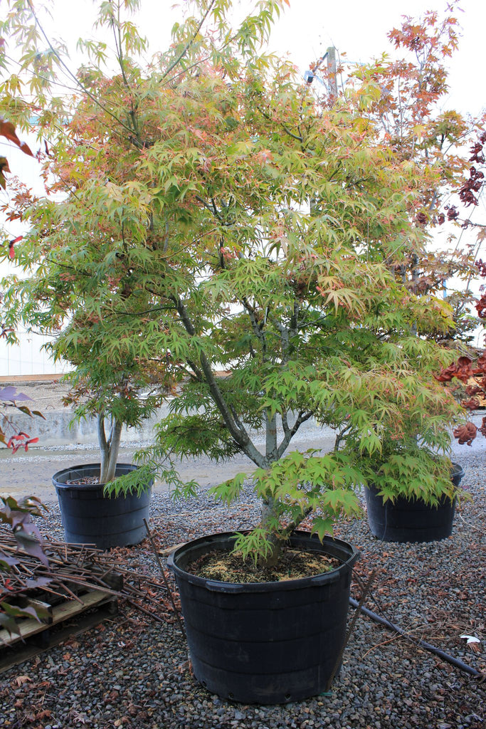 Acer palmatum 'Ao shime no uchi' (CG)