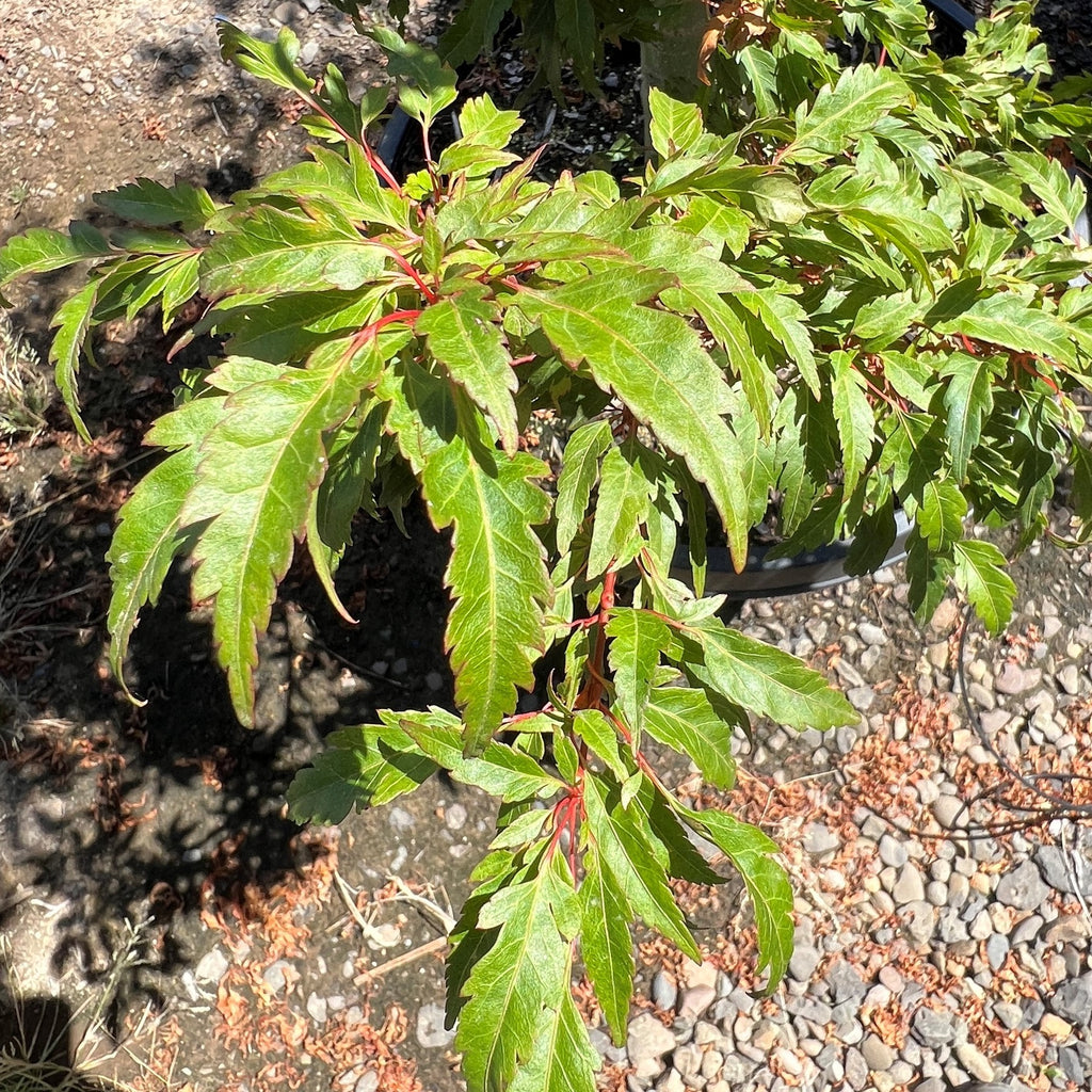 Acer palmatum 'Beni hagoromo'