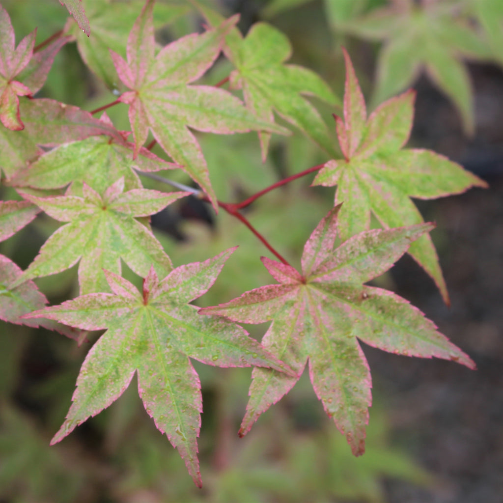 Acer palmatum 'Beni maiko' (BBP)