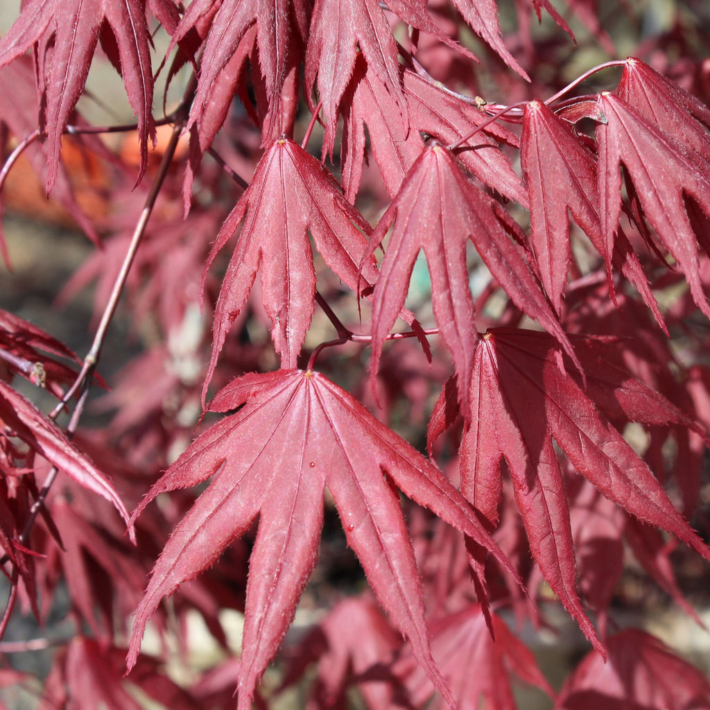 Acer palmatum 'Bloodgood' (CG)