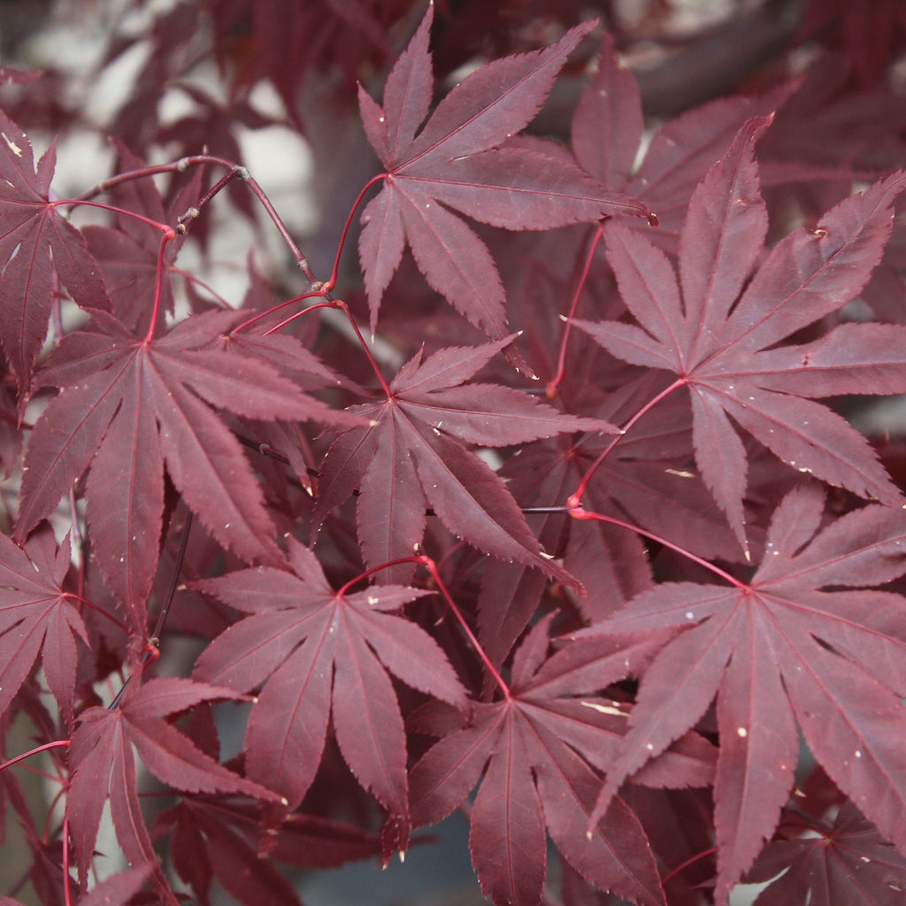 Acer palmatum 'Bloodgood' (BBP)