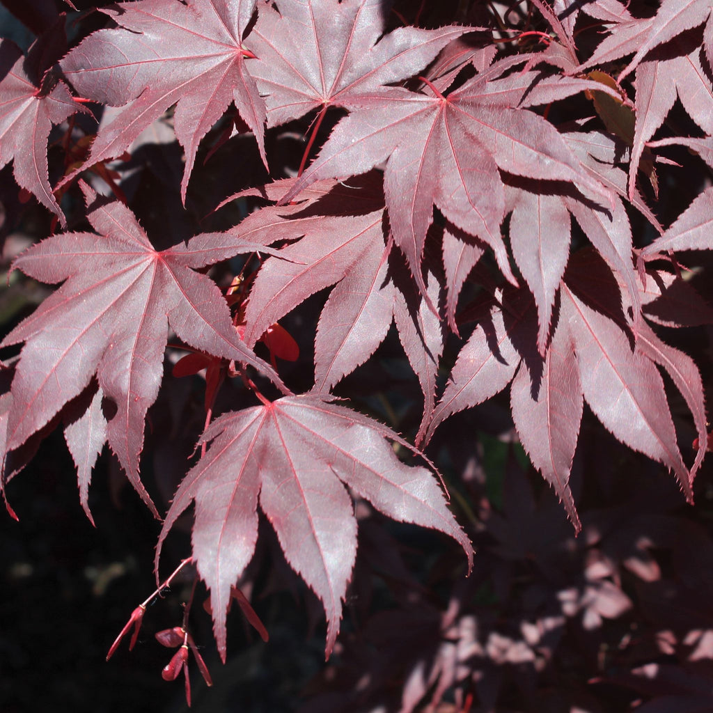 Acer palmatum 'Emperor I' (BBP)